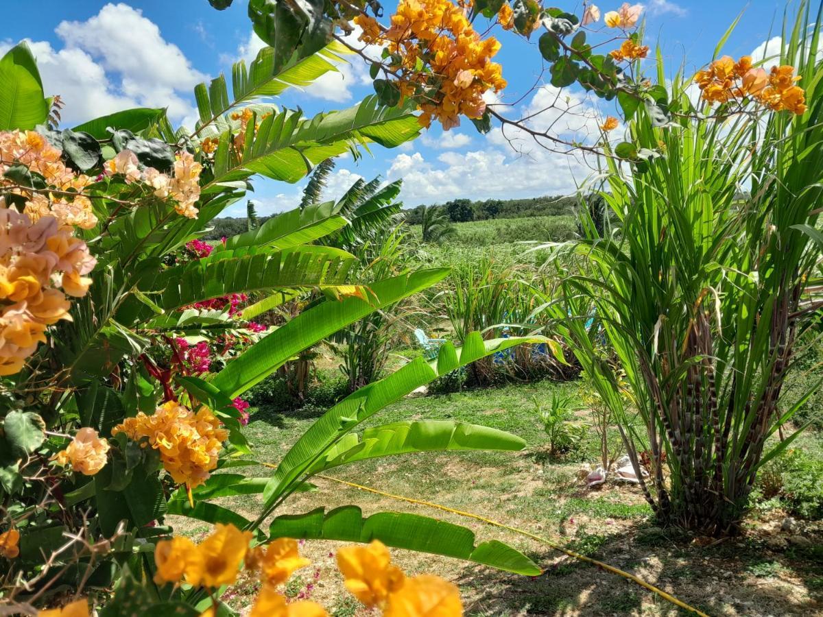 Location Vacances Guadeloupe Gite Et Table D'Hotes Kaz A Klemence Anse-Bertrand Extérieur photo